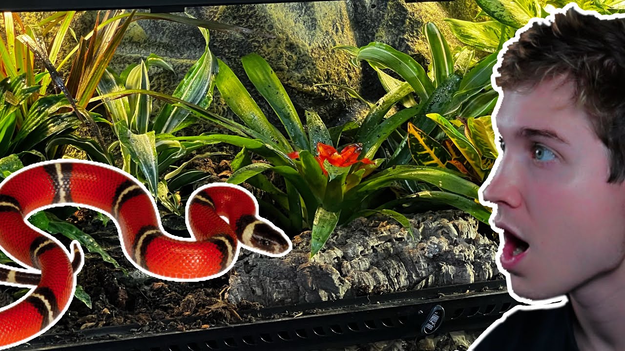 Nelson's Milk Snake Bio-Active Tank Scape!