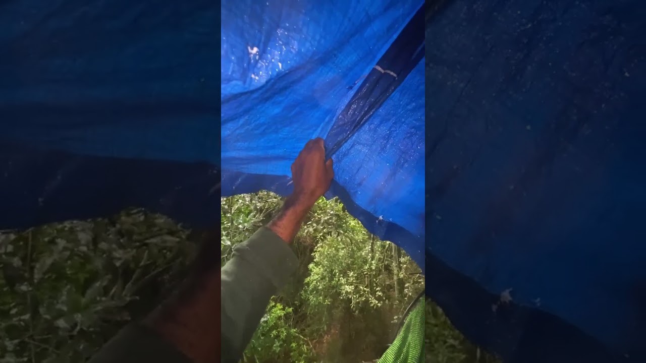 Cerva de paca e cotia 