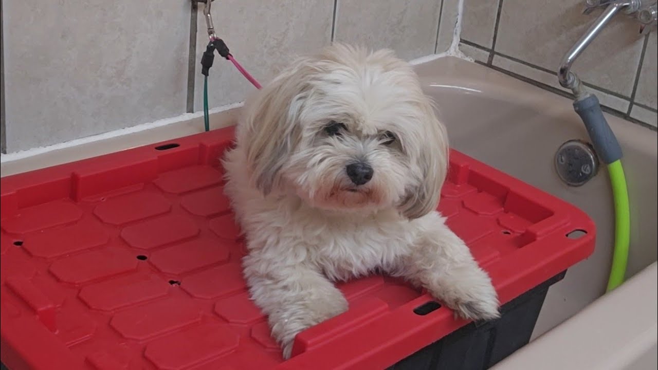 Bichon-Shih tzu haircut, dog grooming