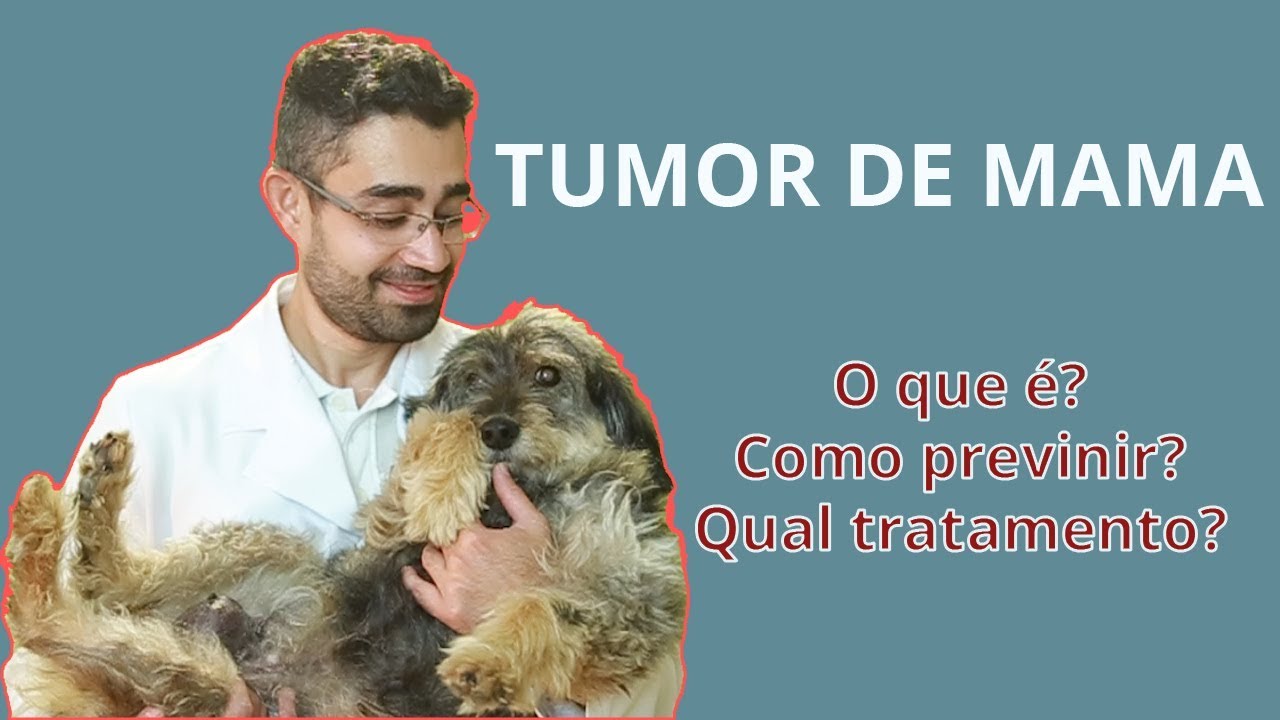 Tumor de mama em cadelas e gatas | Dica Veterinária #9