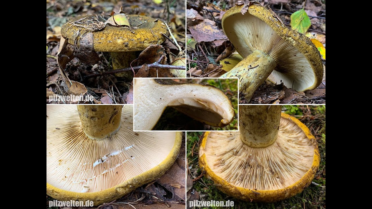 Olivbrauner Milchling, Olivgr&uuml;ner Milchling, Tannenreizker, Mordreizker | Lactarius turpis