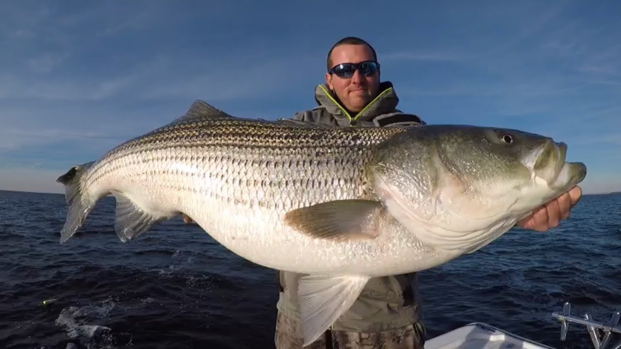 Striper fishing with a 2-Time State Record setting Catfisherman. 100lb Catfish to 50lb Stripers.