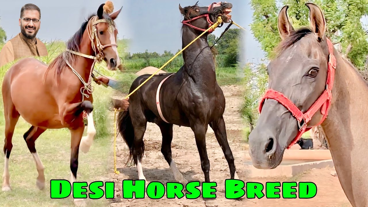 Pure Desi Horse Breed | Pakistani Ghora Culture | Shok He Shok