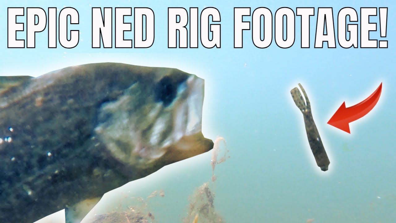 MUST SEE NED RIG FISHING VIDEO!!! (Underwater Footage) Crappie Everywhere!