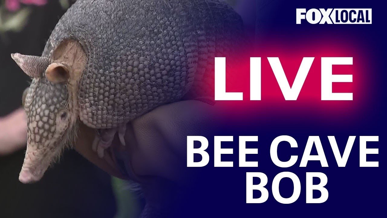 🔴LIVE: Texas' Bee Cave Bob makes Groundhog Day prediction