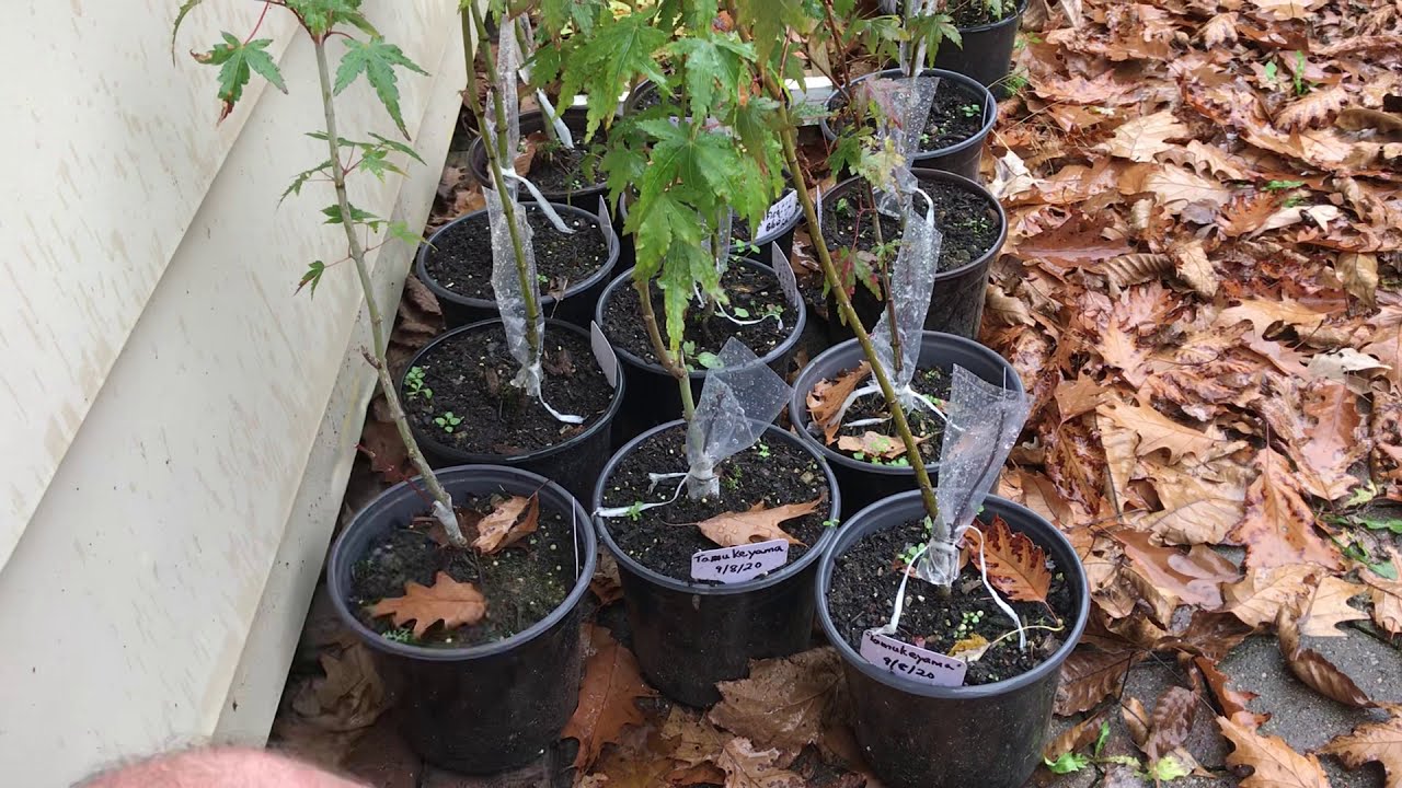Japanese Maple Grafting