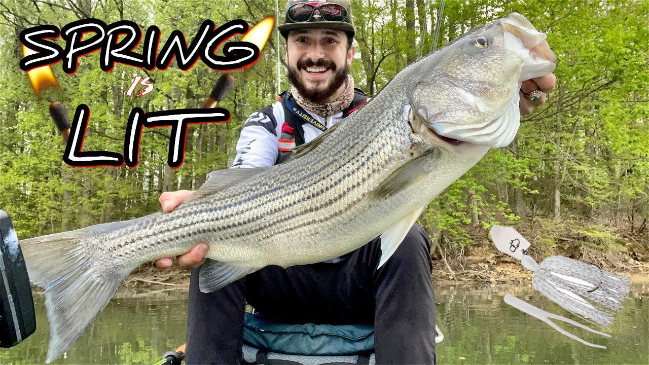THIS FISH PULLED THE BOAT! || GIANT STRIPER ON LIGHT TACKLE! || ROCKY GORGE RESERVOIR SPRING FISHING