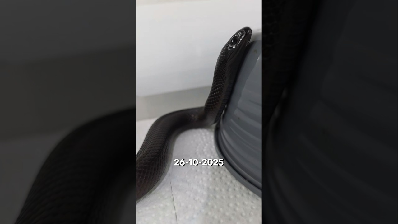 El crecimiento de mi serpiente rey negra mexicana... 🐍 