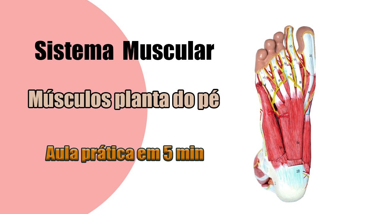 Músculos da planta do pé - Anatomia Humana - Anatomia