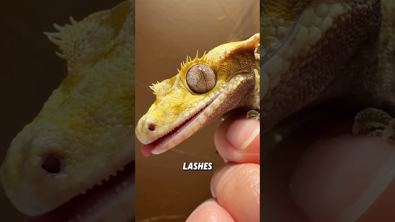 Crested Gecko🦎#animals #funnyanimal #funny #crestedgecko