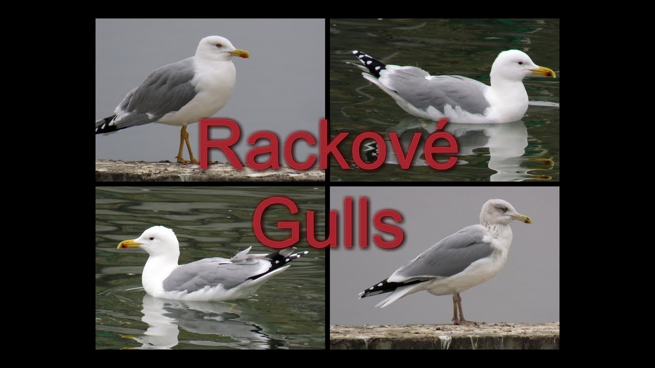 1552. Rackové v ČR, Gulls