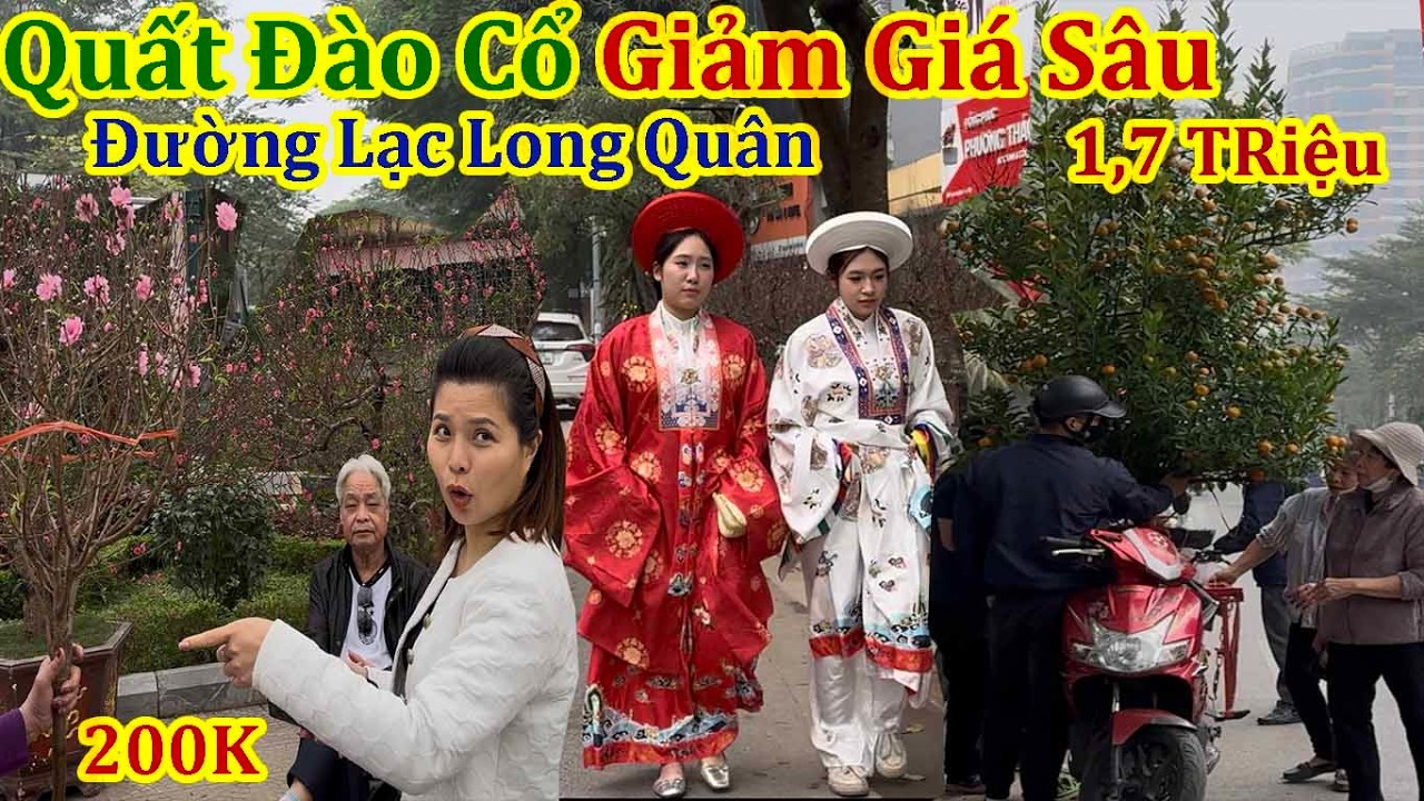 Tết Hà Nội 2026 - Quất Giảm Giá Sâu Đào Hạ Kịch Sàn Chợ Hoa Xuân Lạc Long Quân