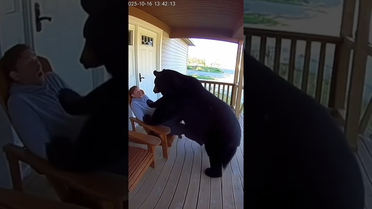 Black Bear Wakes Up Napping Man!