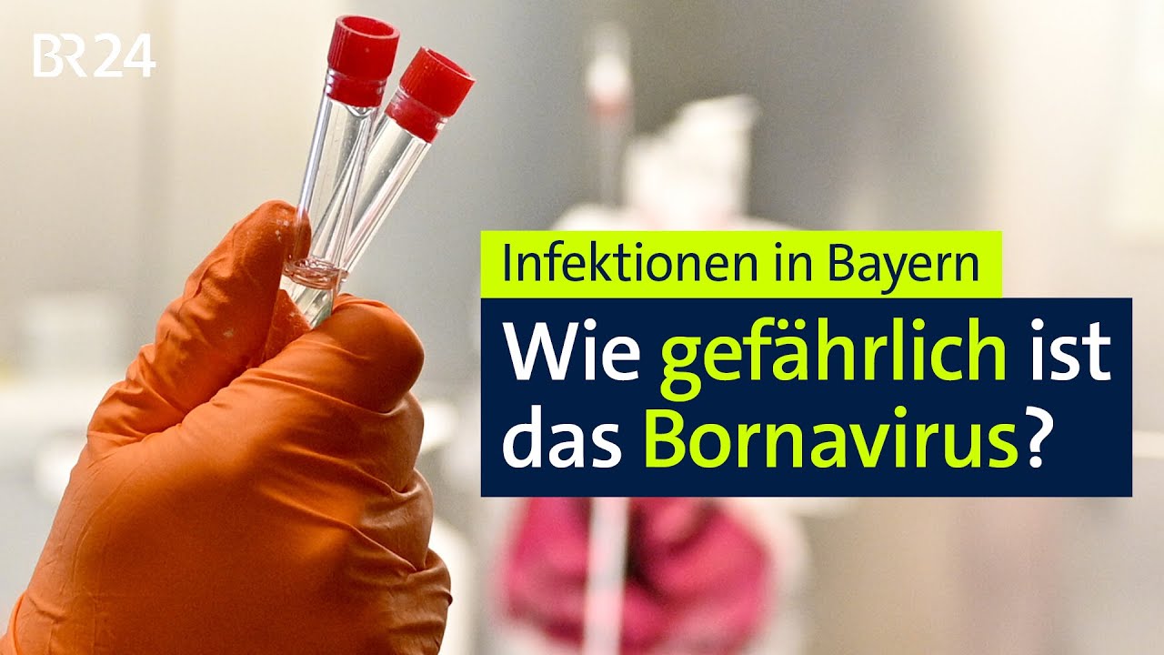 Infektionen in Bayern: Wie gefährlich ist das Bornavirus? | BR24