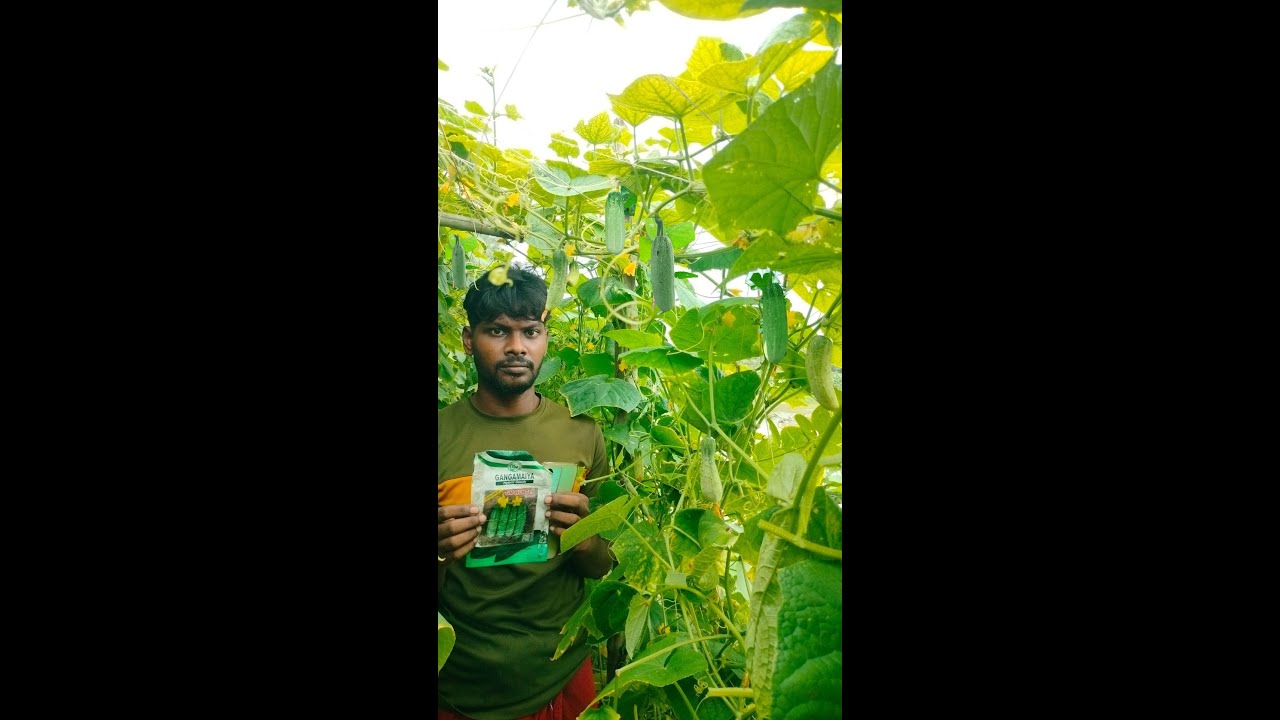 গঙ্গামাইয়া কোম্পানির উচ্চ প্রজাতির শশা, 