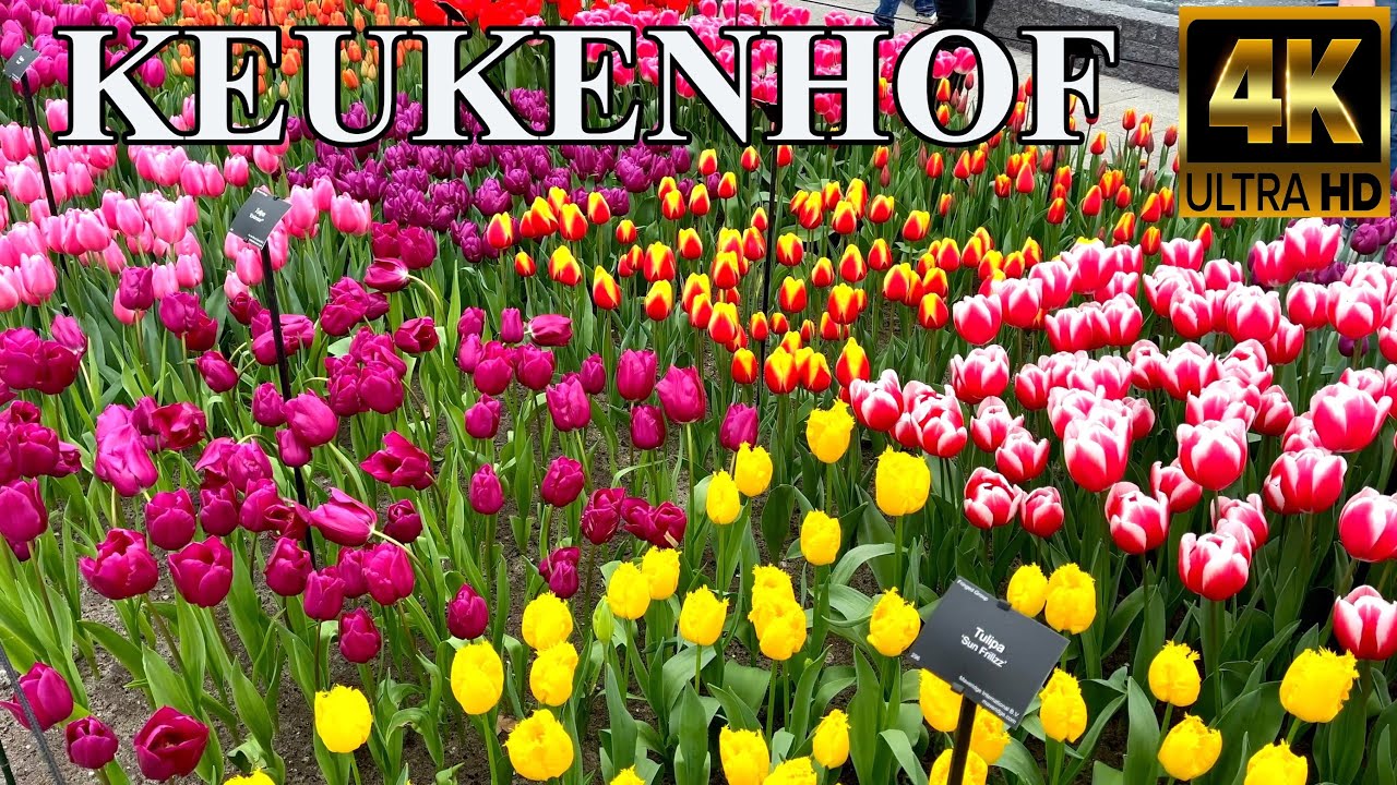 KEUKENHOF 🇳🇱 (4K)