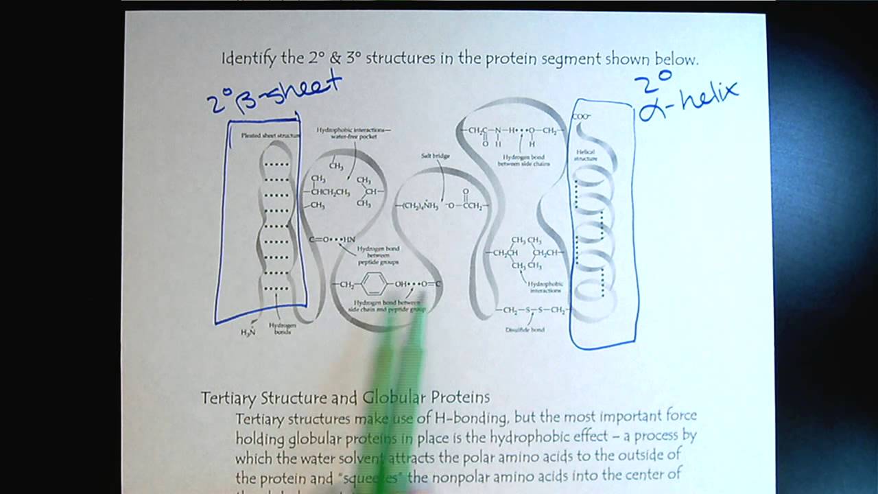 Chem 309 Proteins & Enzymes Part 6 Tertiary Structure of Proteins