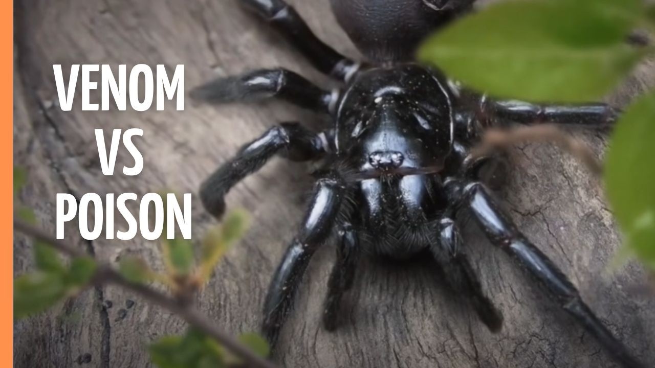 Lethal Poison: Animal Armory 🐍 | Nature’s Most Venomous Creatures | Full Documentary