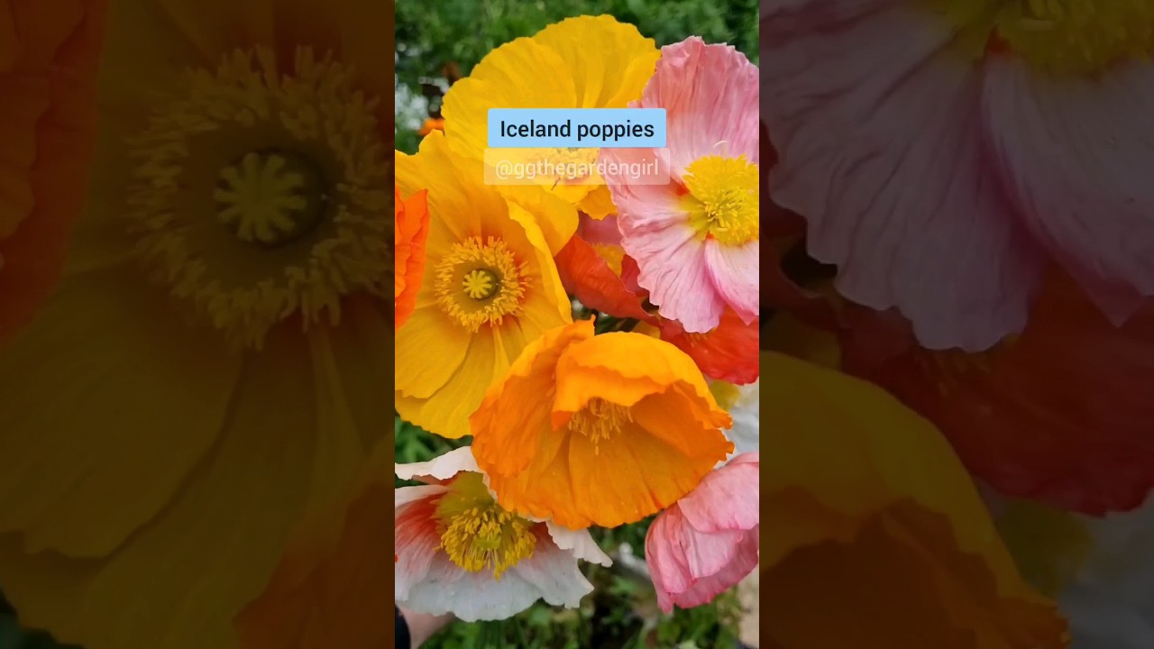 5 Cold Hardy CUT FLOWERS To Sow In Early Autumn And/Or Early Spring #microflowerfarm #flowers #eco