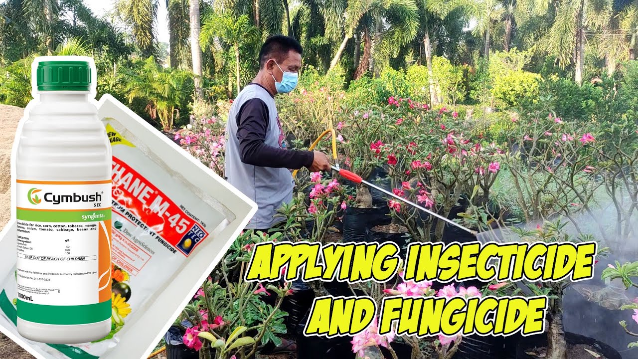 Applying Insecticide and Fungicide in Adenium: Cymbush| Dithane| Halamanan ni Cesar