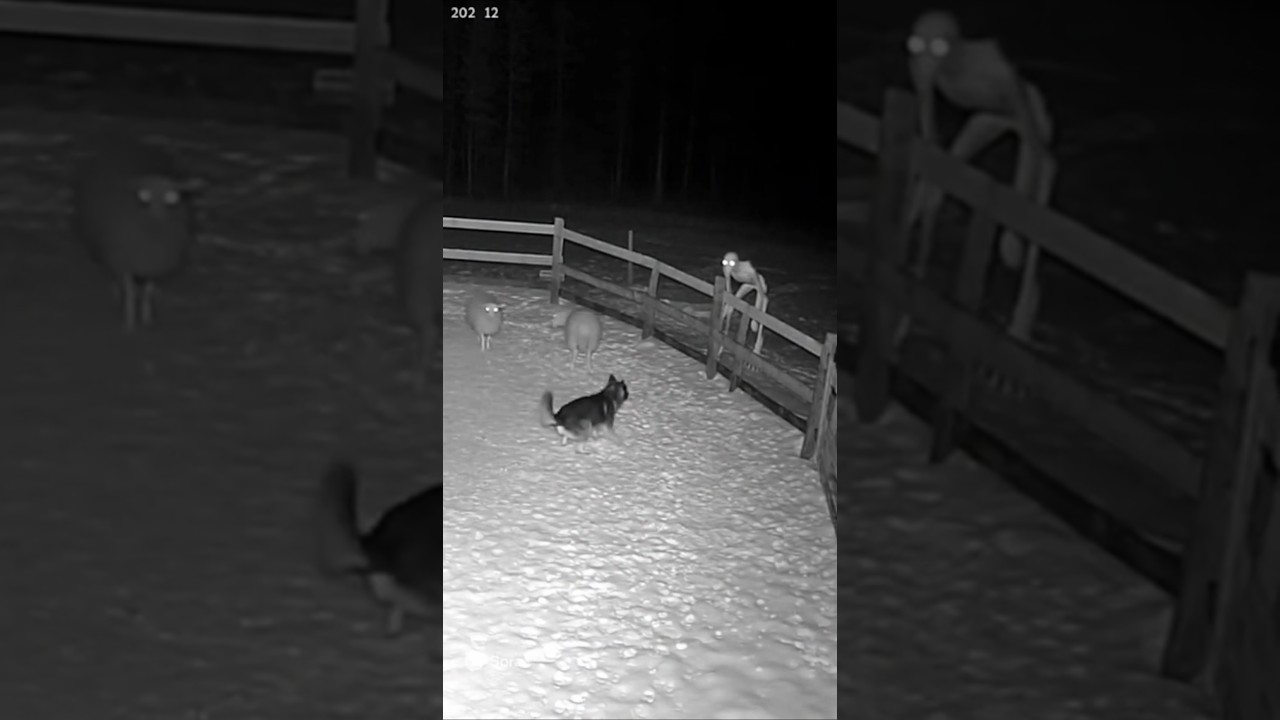 Dog save the Goat 😯😲💯#viral #viralvideo #video #viralvideo