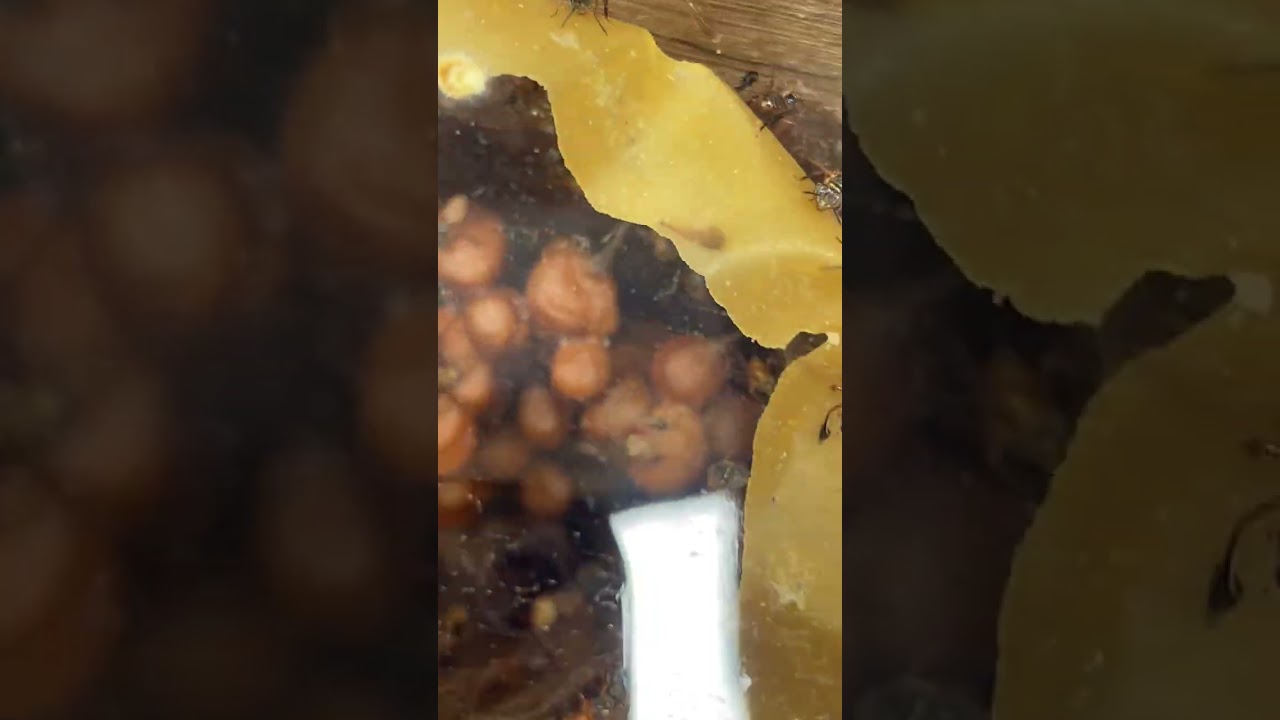 Por que escolhi a transferência por indução? Pelo bem das abelhas marmeladas