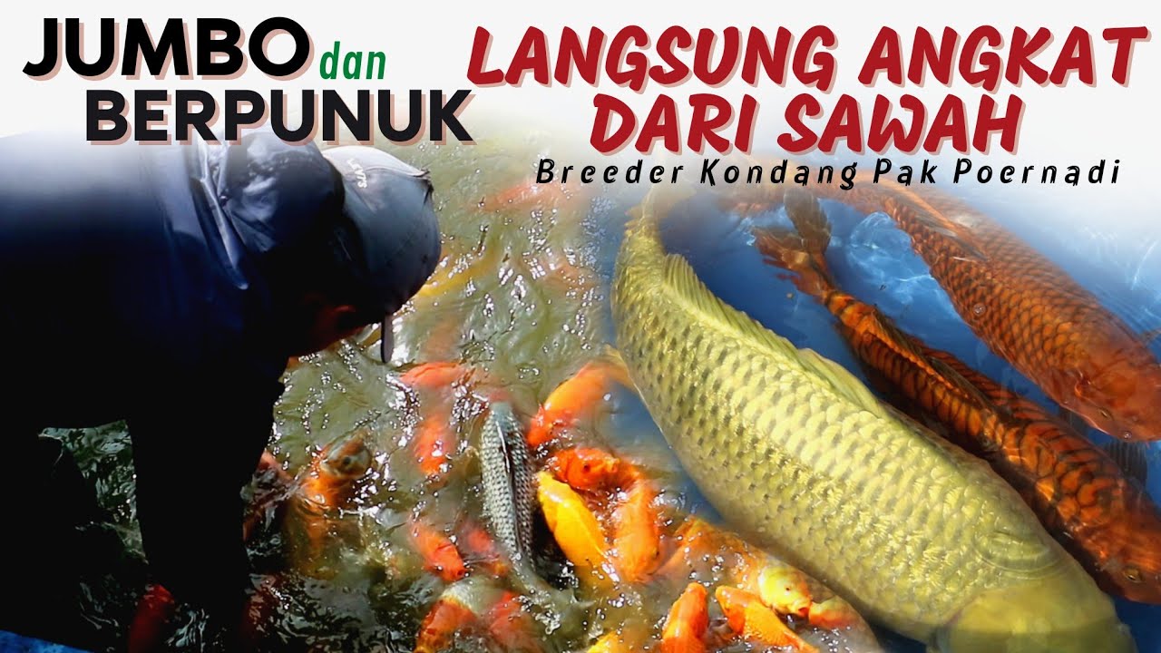 IKAN KOI TINGGAL PUNGUT DI KOLAM INI | PETERNAKAN IKAN KOI BAPAK POERNADI