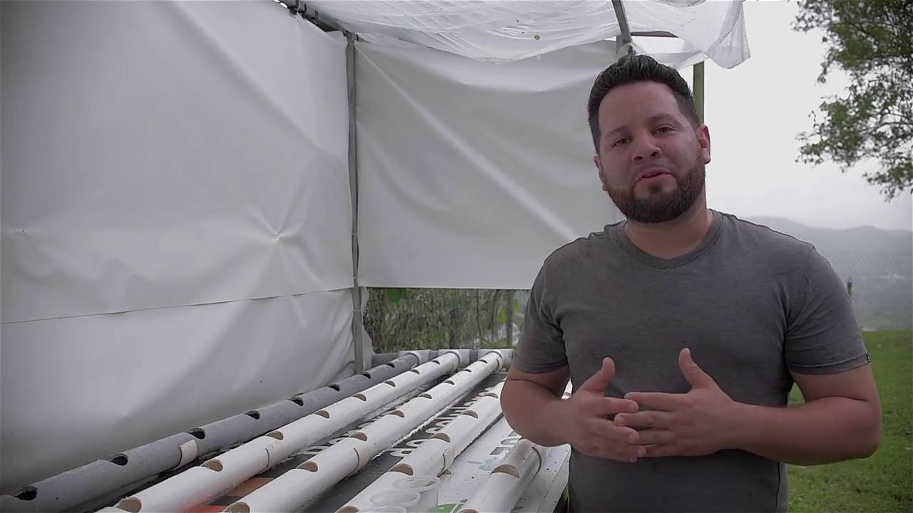 Cilantro and nutrients  mixture (Hydroponics)