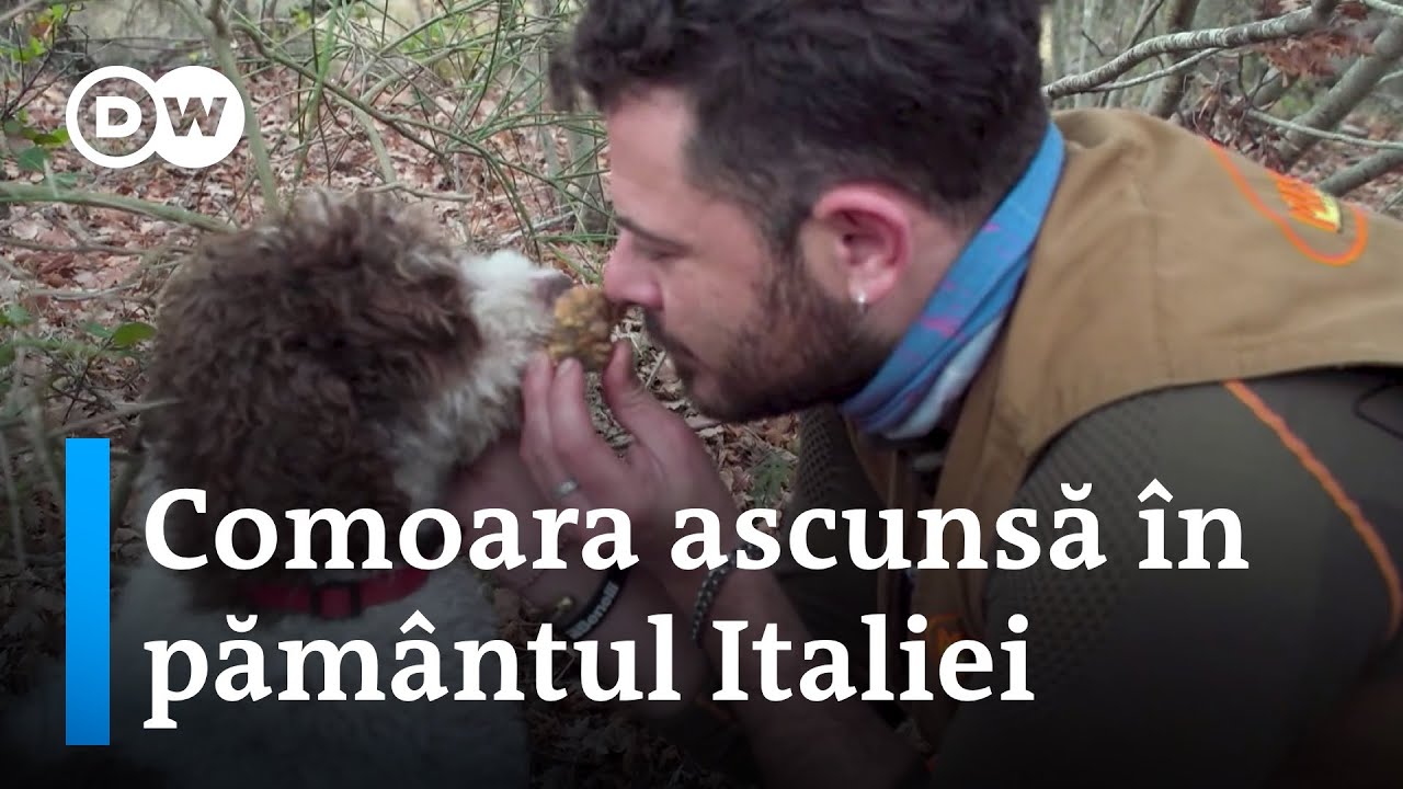 Trufele - Comoara ascunsă în pământul Italiei