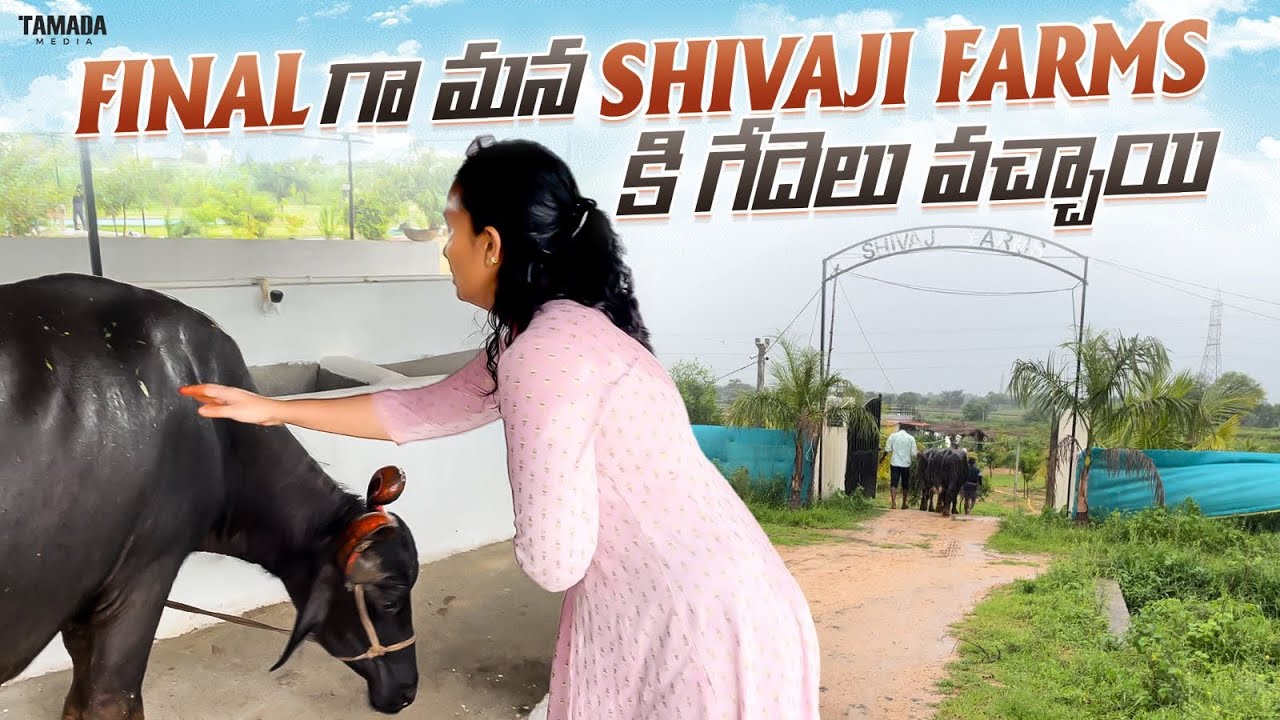 Final గా మన శివాజీ ఫార్మ్ కి గేదెలు వచ్చేసాయి || Manthena's Masti || Tamada Media ||