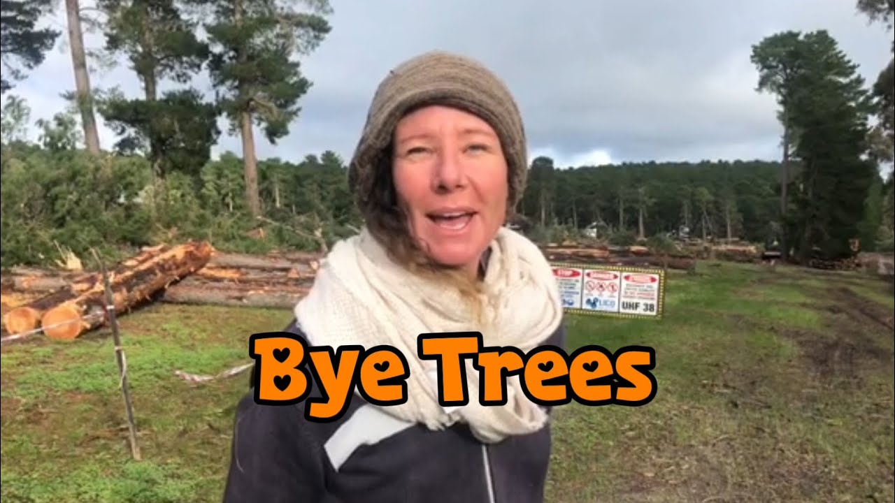 On Lion Learning | Bye Trees 