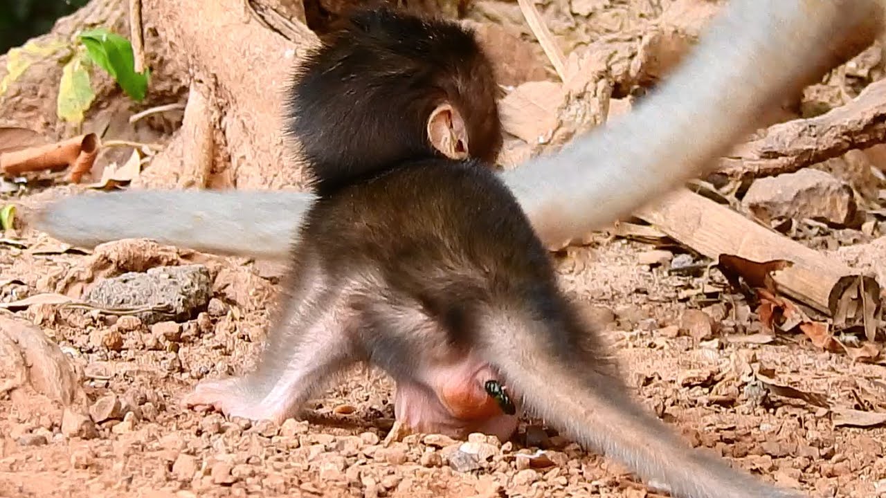 OH MUMMY_ I THINK I AM GOING TO POOP! PITIFUL NEWBOR BABY BRIYA TRY SO HARD AND STAND STILL ALONE.