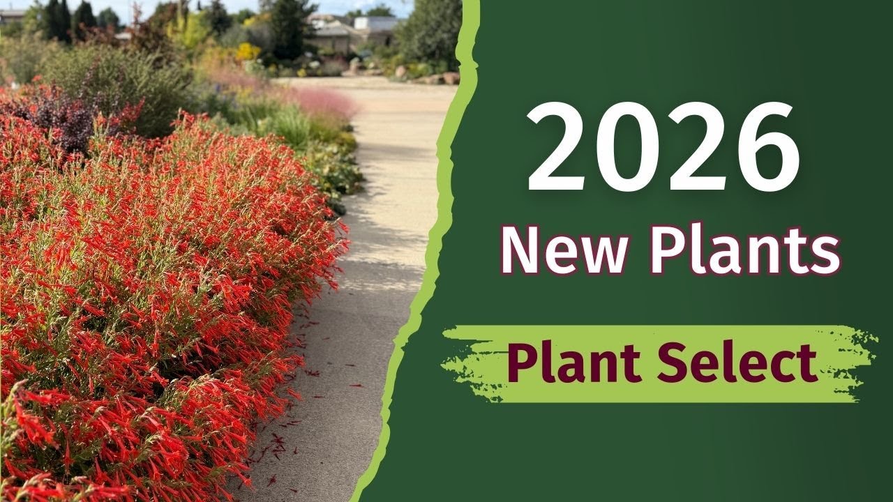 Plant Select's 2026 New Plants | Drought Tolerant & Resilient!