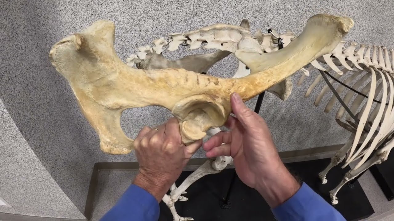 Bovine Pelvic Limb Skeleton