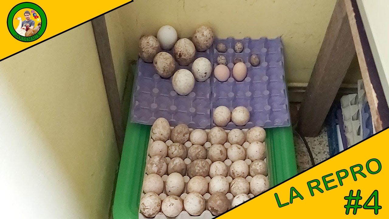 LA REPRODUCTION | EPISODE 4 | DEUXIÈME MISE EN INCUBATION !
