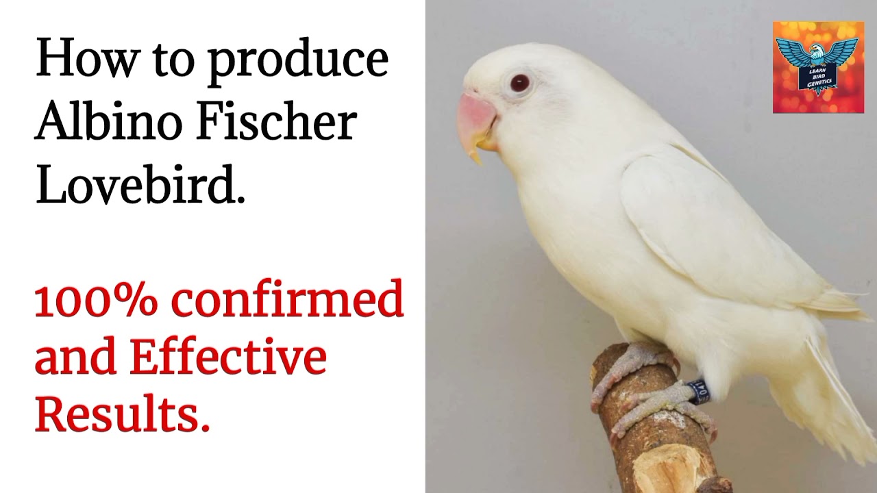 How to produce Albino Fischer Lovebird | एलबिनो फिशर लवबर्ड कैसे बनाएं | 100% EFFECTIVE |