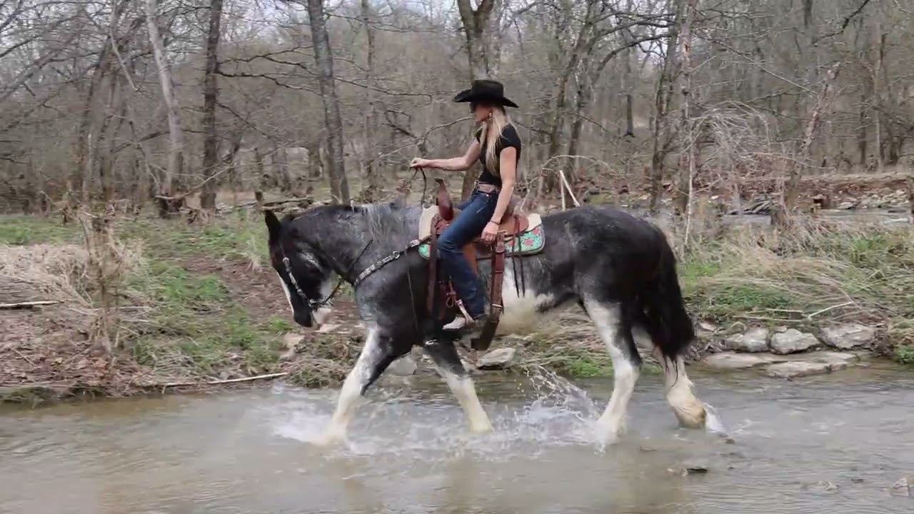BIG BLACK ROAN PUREBRED CLYDESDALE MARE, BROKE TO RIDE, FANCY MOVER, TRAIL RIDE