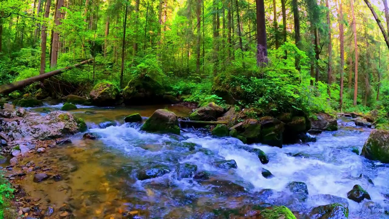 Forest River 10 in 4K ( Natural White Noise ) 8D HD Audio