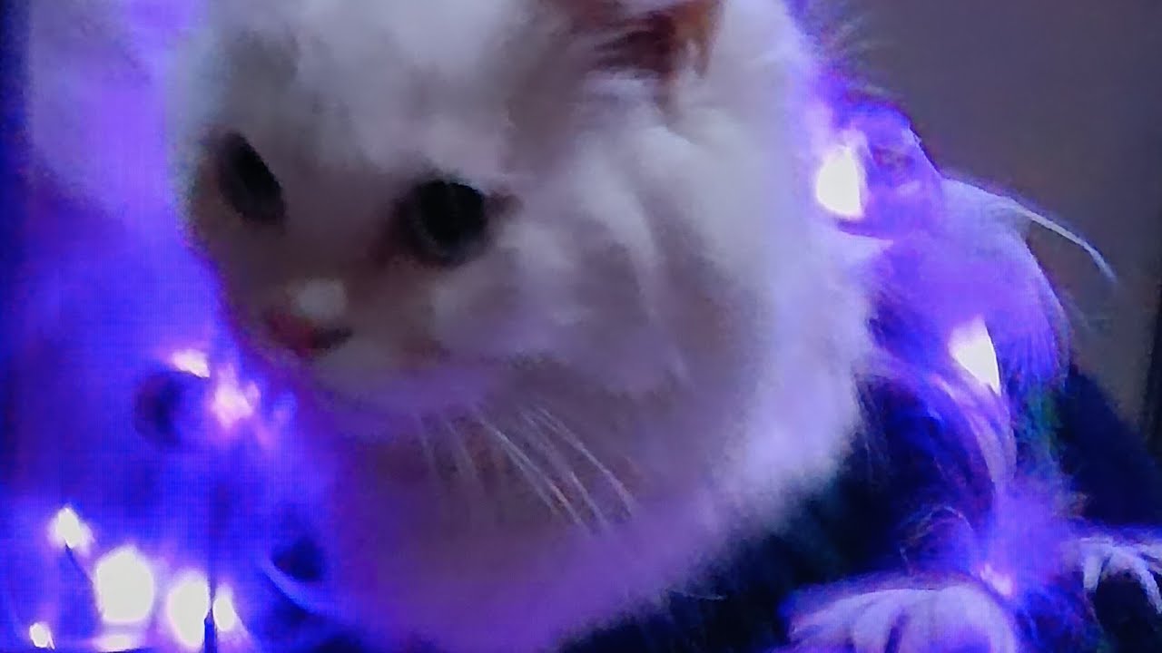 আসসালামু আলাইকুম সকলকে। চলে এসো সকলে আমার লাইভে@knlifestylevlog