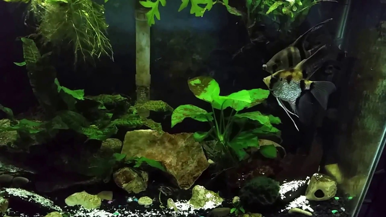 Using Crushed Eggshells To Mineralize My Aquarium