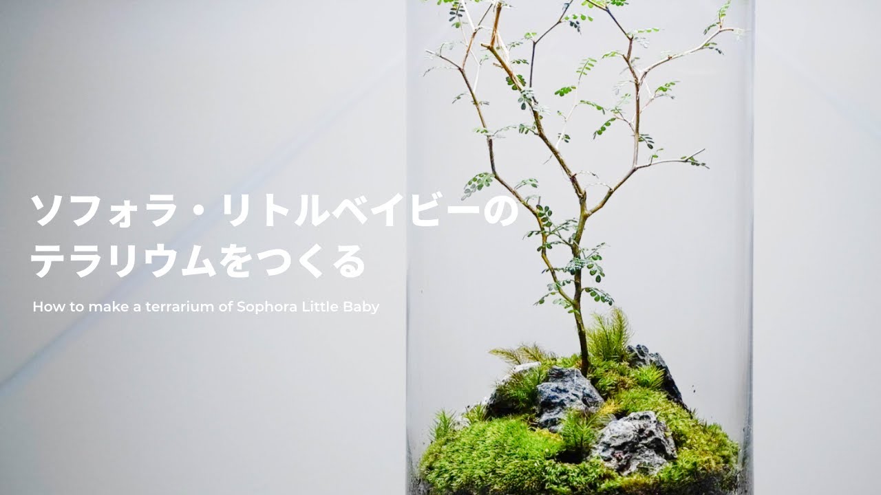 【苔テラリウム】ソフォラ・リトルベイビーのテラリウムをつくる｜How to make a terrarium of Sophora Little Baby