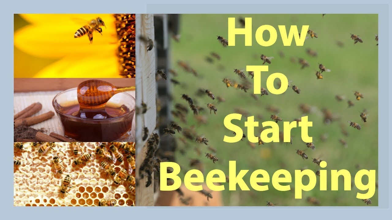 Beekeeping How To Start Beekeeping In 2026