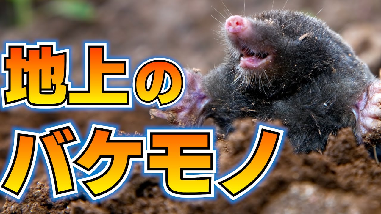 地上に出たモグラ、バケモノを知る