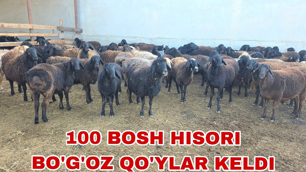 Yarash akadan yangi partiay 100 bosh hisori bo'g'oz qo'ylar  20-fevral, 2026