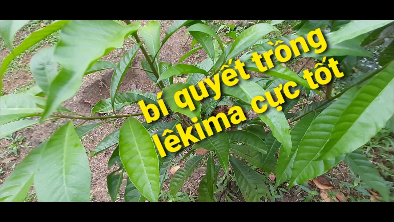 Cách chăm sóc lêkima cực tốt