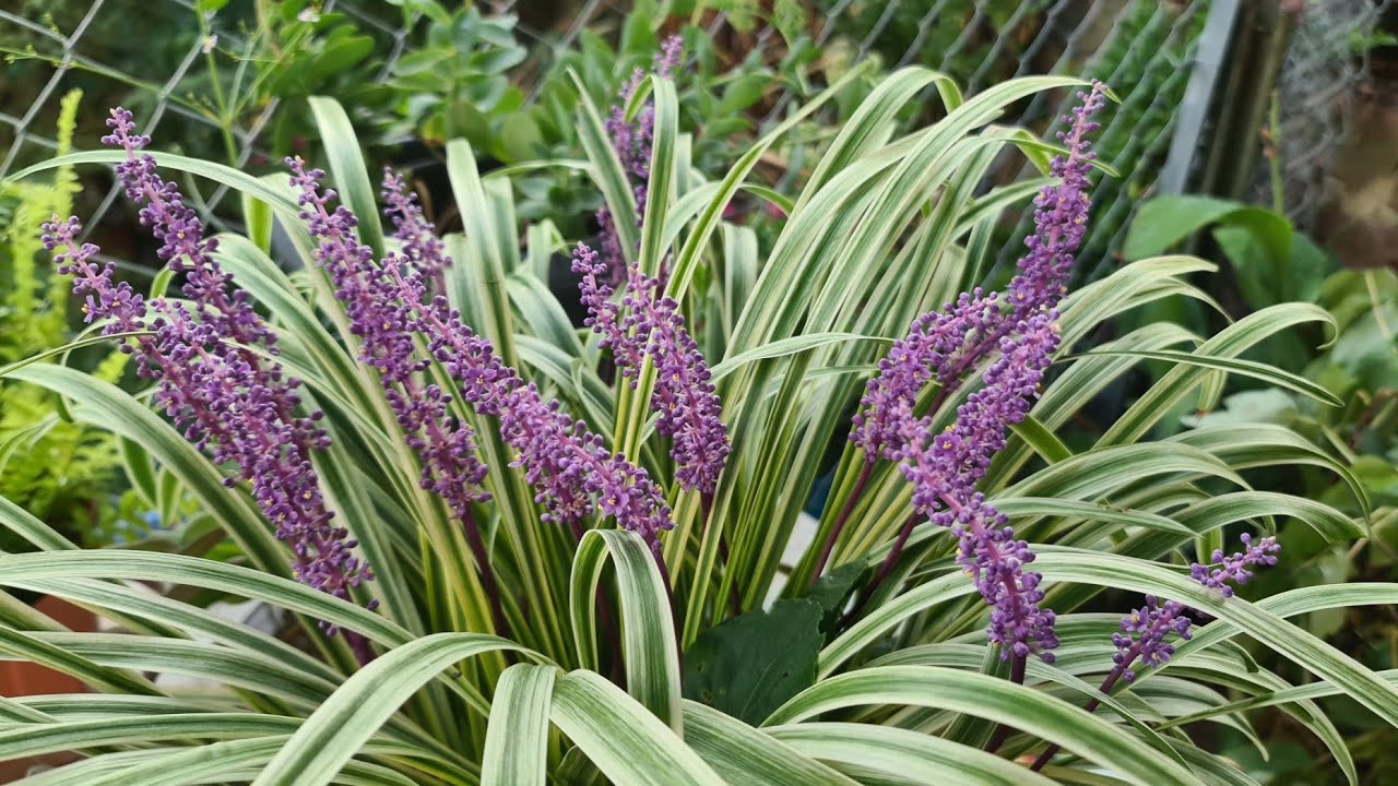 Çim Zambağı (Liriope muscary), Bahçemde Eylül Renkleri