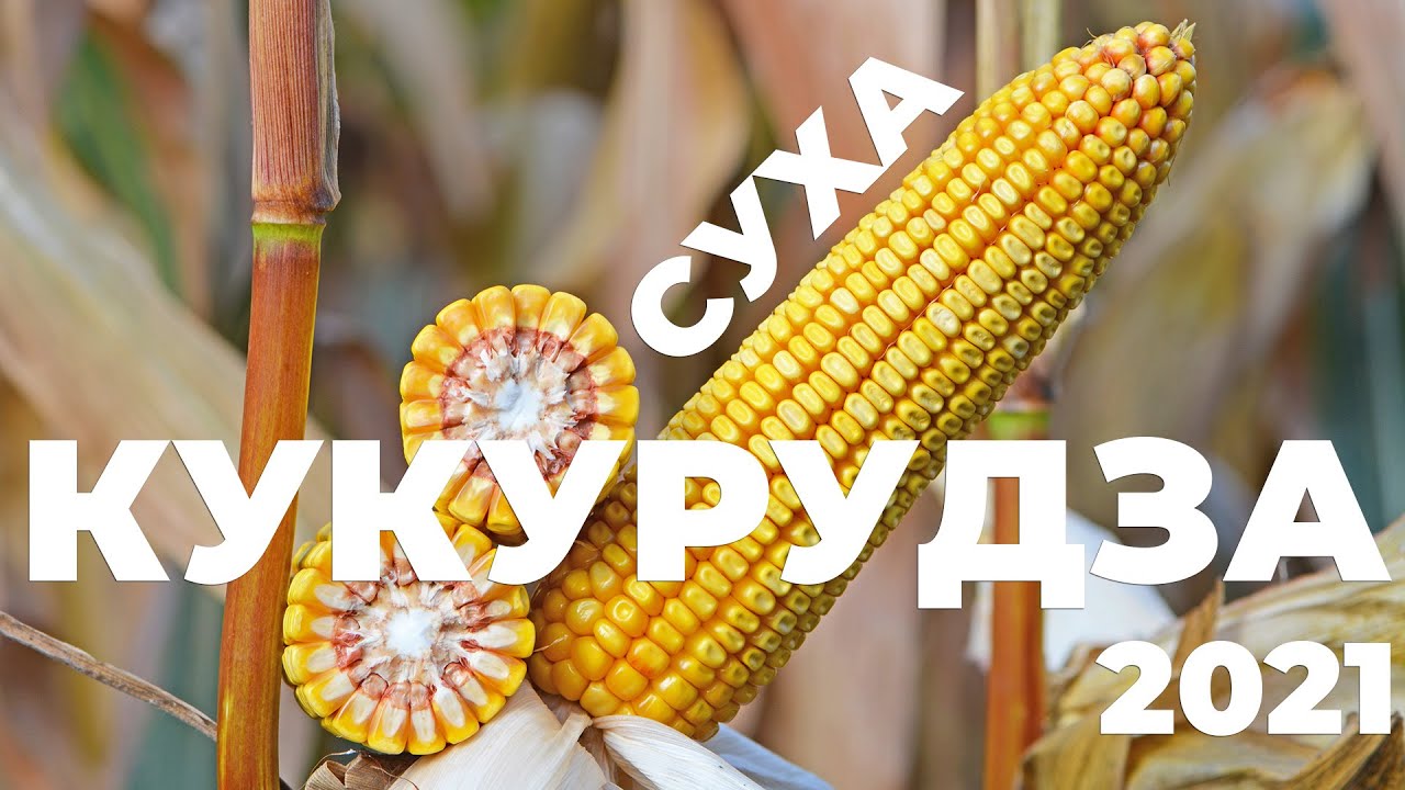 Суха кукурдза 2021 Сплав Маїс