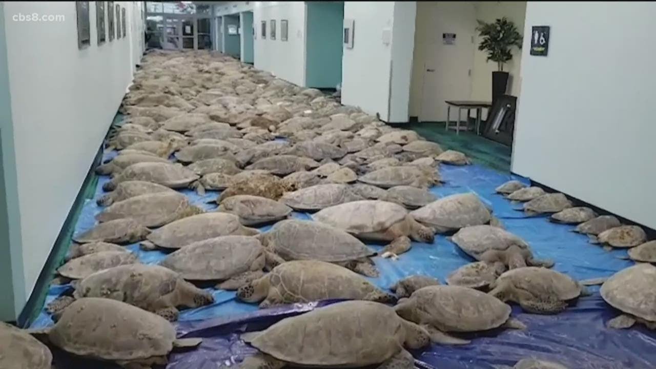 Frozen sea turtles rescued from arctic blast and released back into the ocean