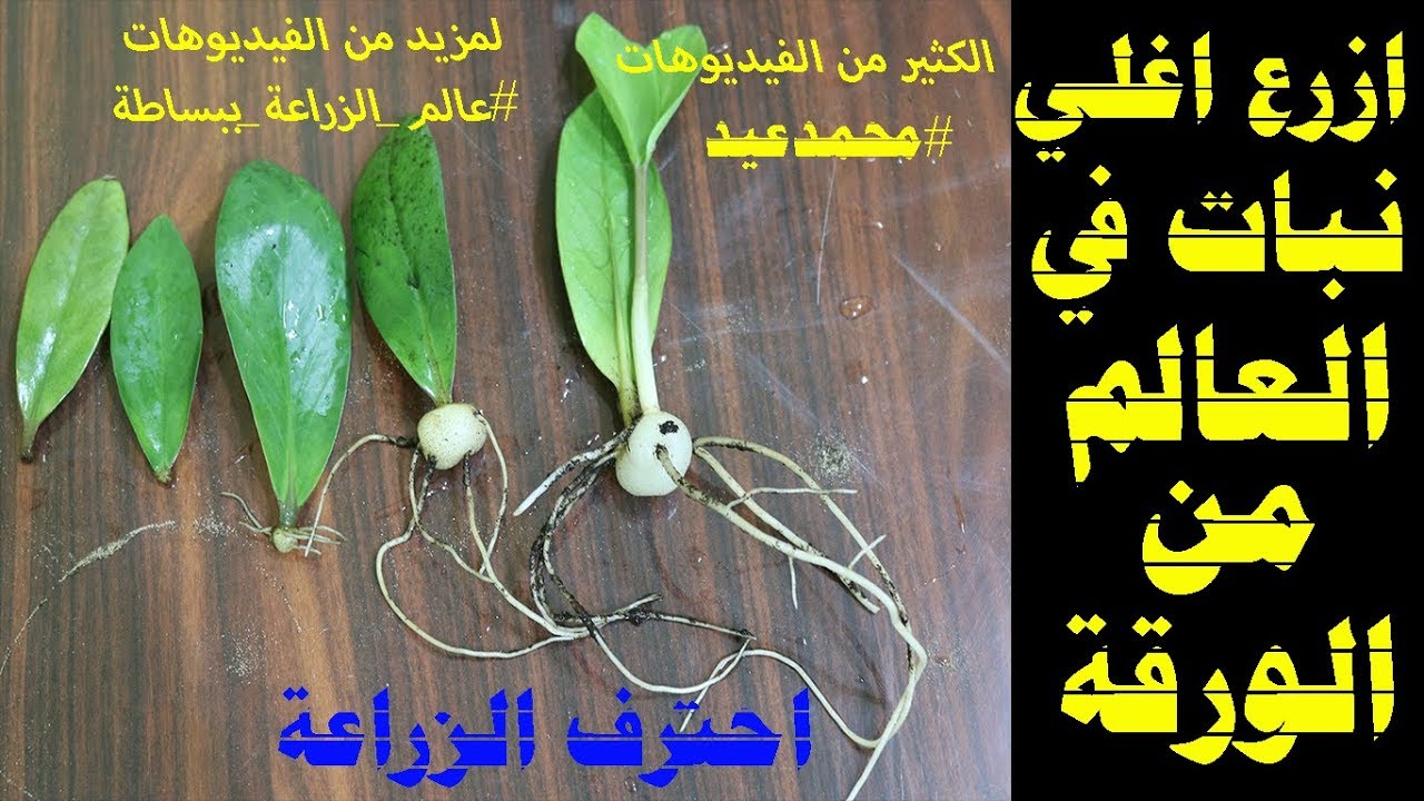 استنساخ النباتات | من ورقة اى نبات استنسخ نباتات جديدة | ضاعف نباتاتك ومزروعاتك ببلاش