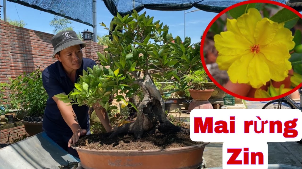 Nhận Cây Mai Rừng Bông Cực Đẹp